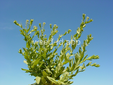 pepperweed, field